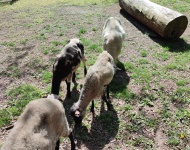 Wycieczka do Mini Zoo w Lesznie