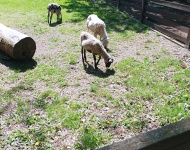 Wycieczka do Mini Zoo w Lesznie