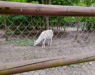 Wycieczka do Mini Zoo