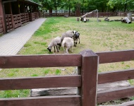 Wycieczka do Mini Zoo