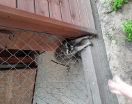 Wycieczka do Mini Zoo