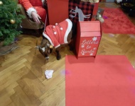 Wizyta w Chatce Świętego Mikołaja