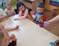 Zielony ogródek