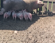 Wycieczka "Wesołe ranczo" "Biedronki", "Pszcz